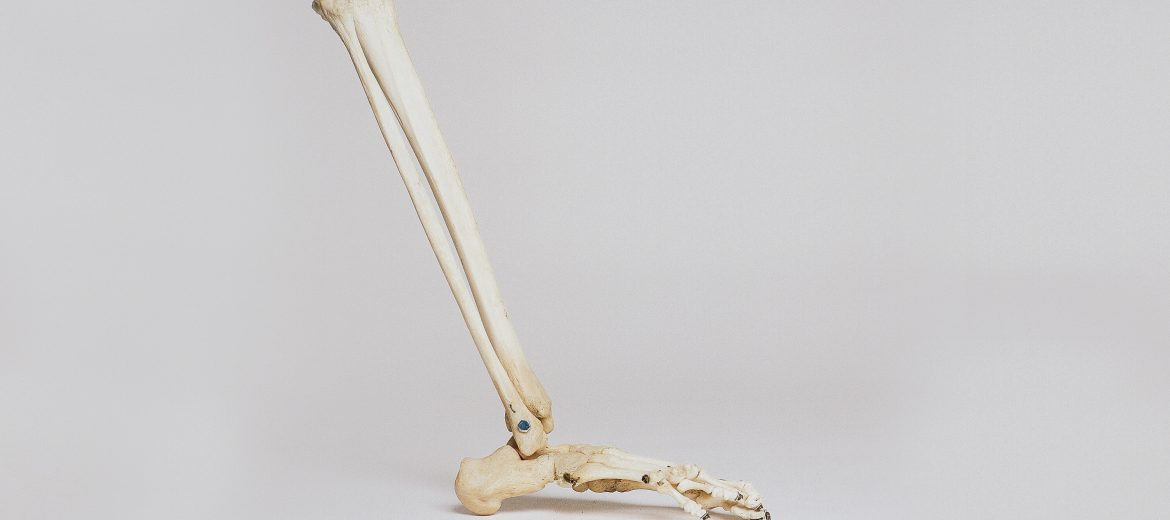 foot and lower leg bones